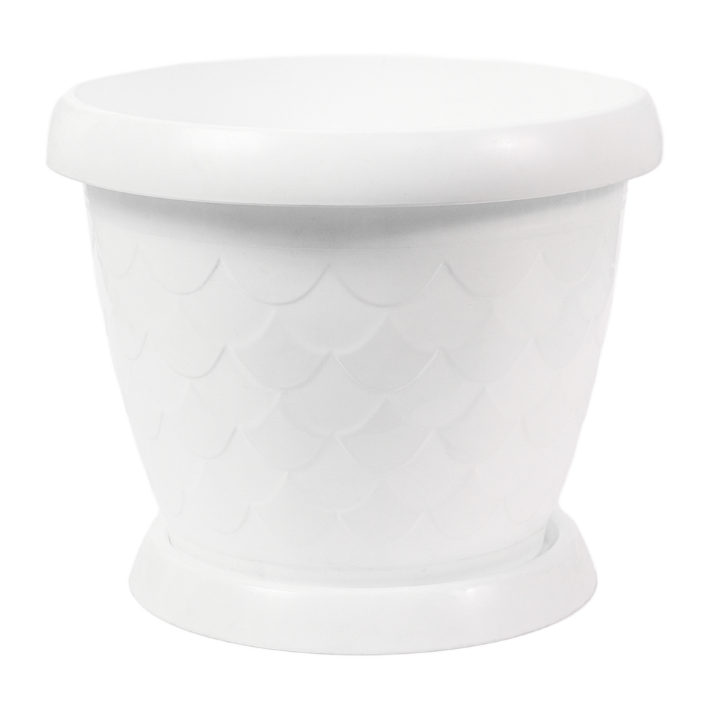 Gul tuvak "Sazan white" C5