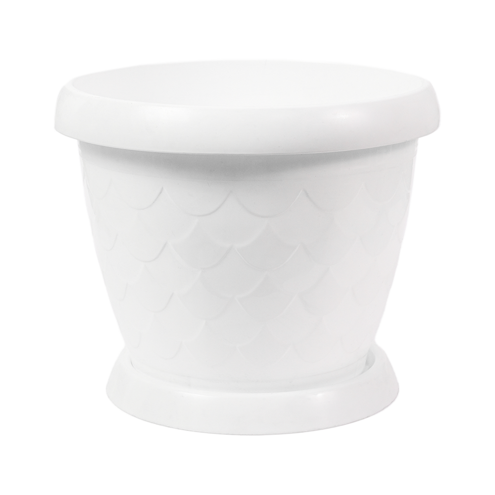 Gul tuvak "Sazan white" C2